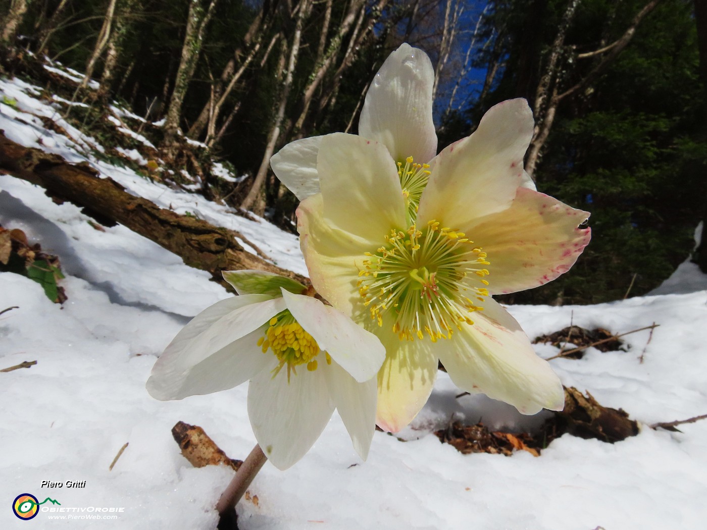 65 Ellebori rialzati dalla neve baciati dal sole.JPG